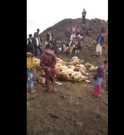 شاهد بالفيديو .. صاعقة رعدية تُبيد قطيع من الأغنام في محافظة البيضاء 