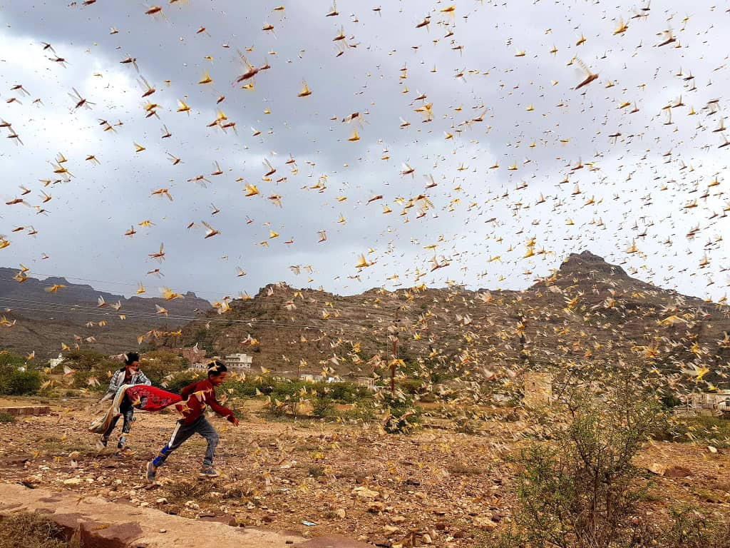 الجراد يغزو مزارع في الضالع (صورة )