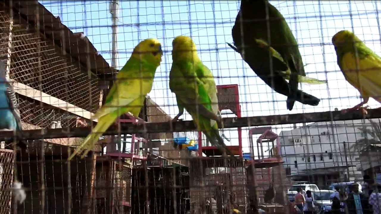 سوق الطيور في عدن.. منارة للسلام في اليمن (فيديو)