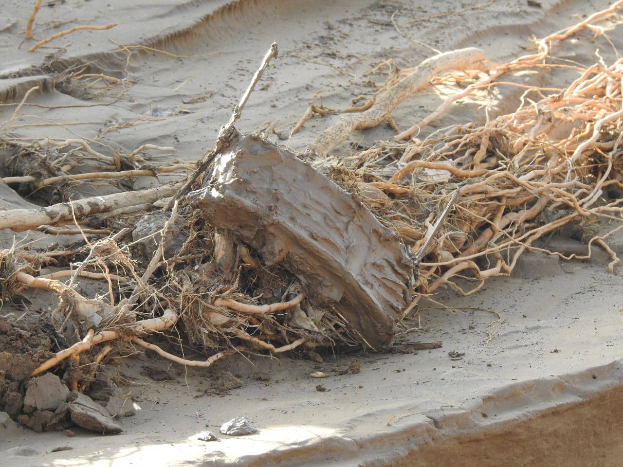 استشهاد مواطن وإصابة 3 آخرون بجروح خطيرة بانفجار لغم للحوثيين في الحديدة