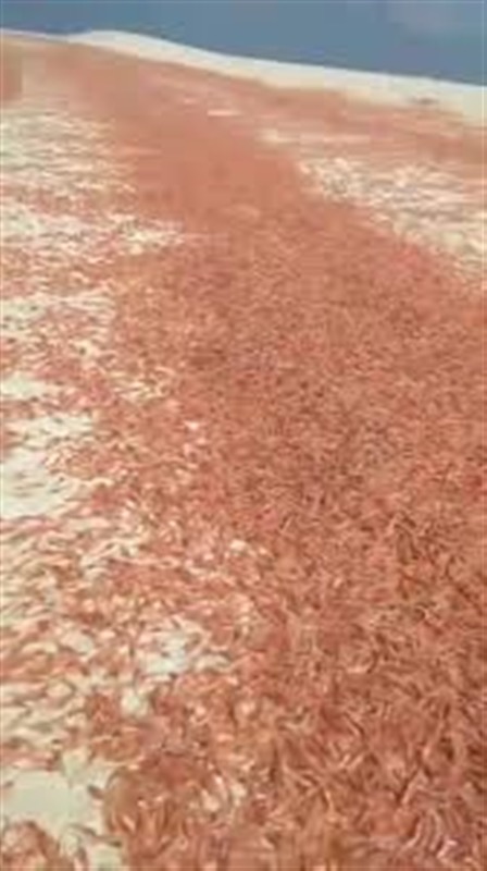 دراسة تحذّر من مخاطر بيئية تهدد النظام البحري في سقطرى بعد نفوق جماعي للربيان