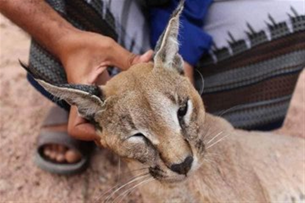الحيوانات النادرة باليمن تتعرض لعمليات صيد وقتل