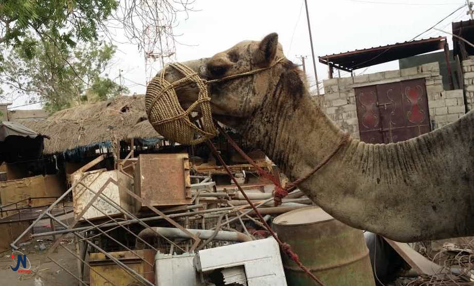 الحوثيون يفخخون الحيوانات لاستهداف القوات الحكومية في الحديدة