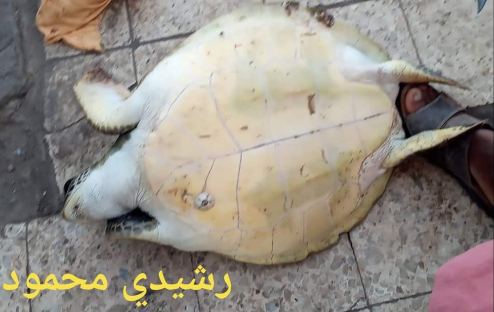 مطالبات بإنقاذ السلاحف البحرية في خليج عدن