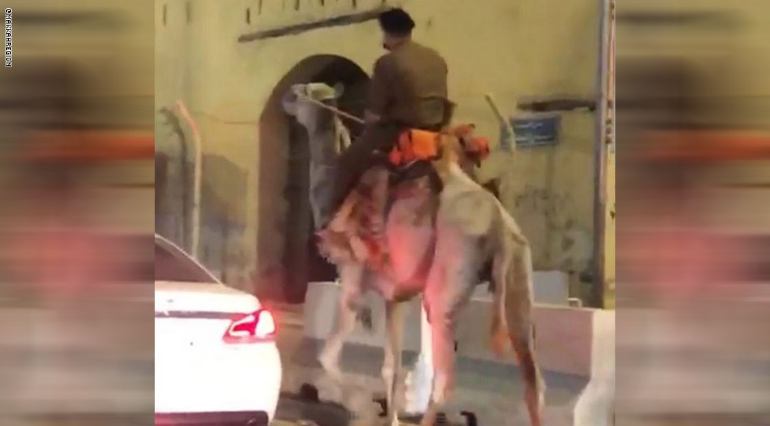 شاهد..فيديو شخص بزي عسكري على جمل في السعودية يثير تفاعلا.. وإمارة مكة تعلق