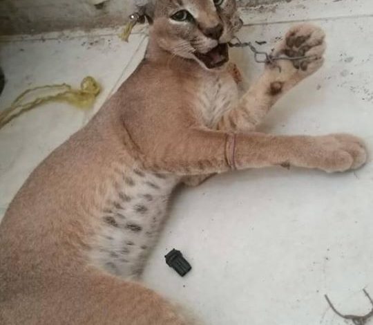  شبوة تمنع اصطياد الحيوانات النادرة