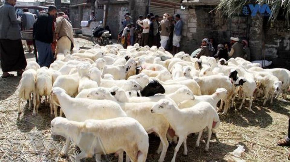 أضحية العيد...لمن استطاع إليها "سبيلا" [تقرير خاص]