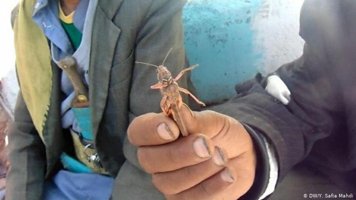 الفاو.. الانتشار المستمر للجراد الصحراوي يهدد سبل عيش المزارعين في اليمن